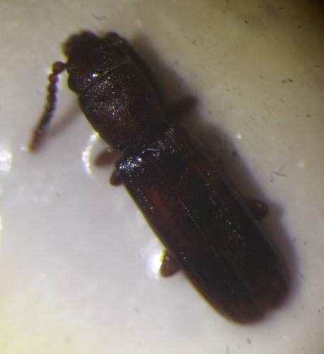 Leptophloeus clematidis